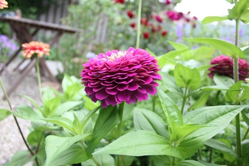 Aug23_zinniaPP1