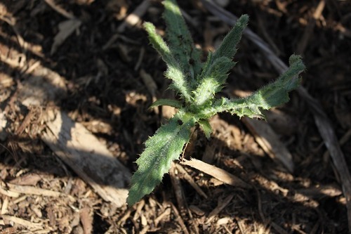 Apr22_eryngium