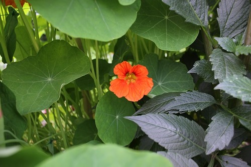 July5_nasturtium