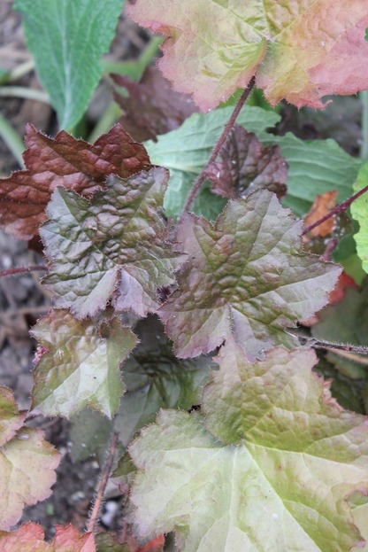 Aug30_heuchera