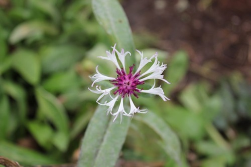 Oct13_centaurea