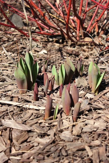 March19_Ftulips2