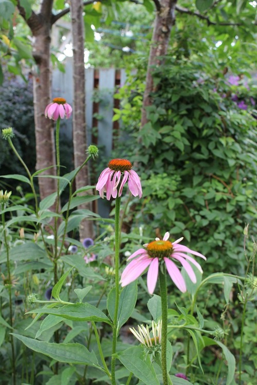 July22_ (28)