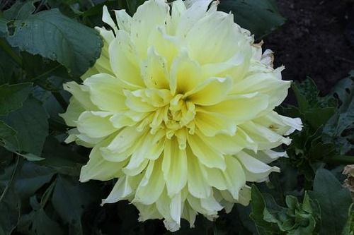 dahlia