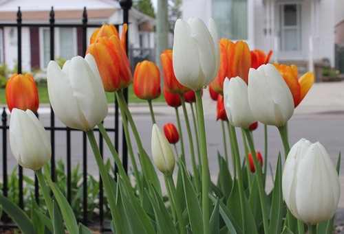 May16_tulips3