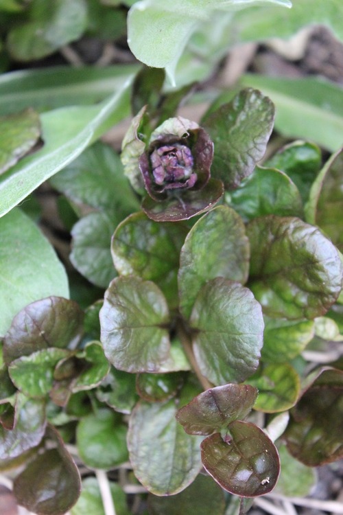 May13_ajuga