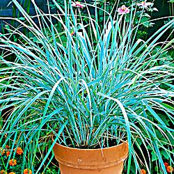 Leymus arenarius 'Blue Grass'