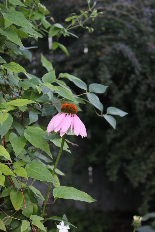 July30_ (18)