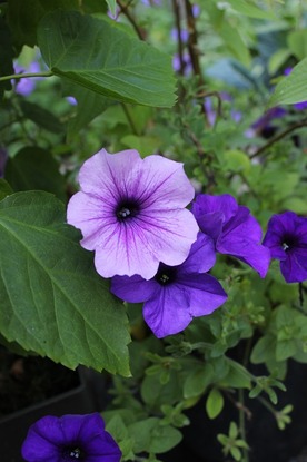 July19_petunia