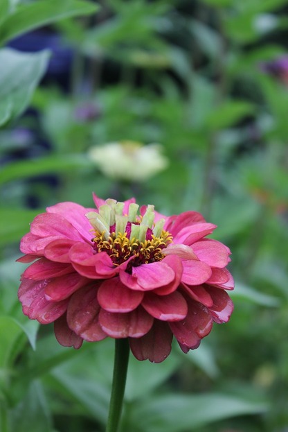 Sept17_zinnia