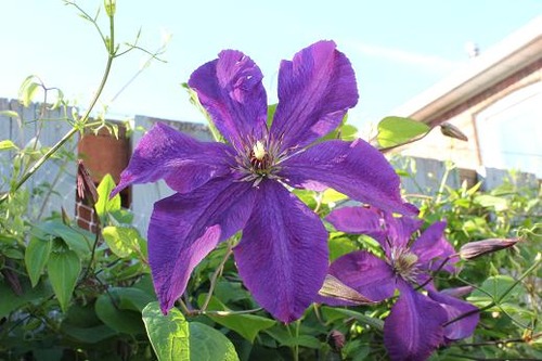 June9_clematisPS