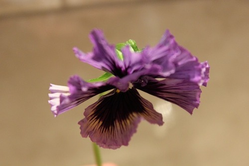 Apr9_pansy4