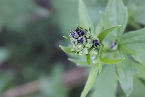 June12_delphinium