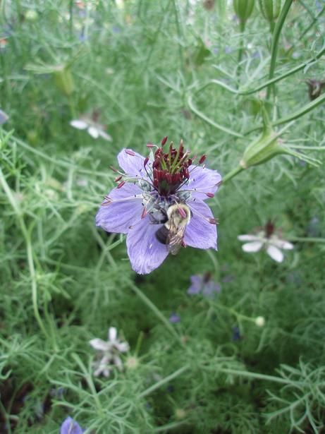 july28_nigella