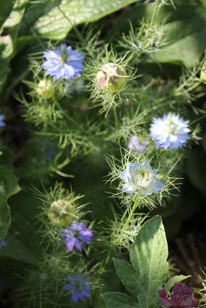July17_nigella