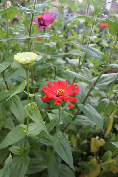 Sept24_zinnias