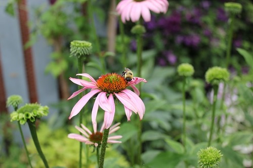 July25_echinacea3