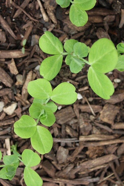May27_peas