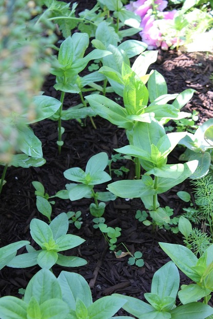 June25_zinnias