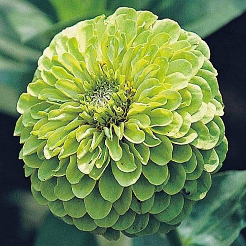 zinnia green envy