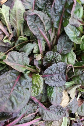 Nov29_ajuga