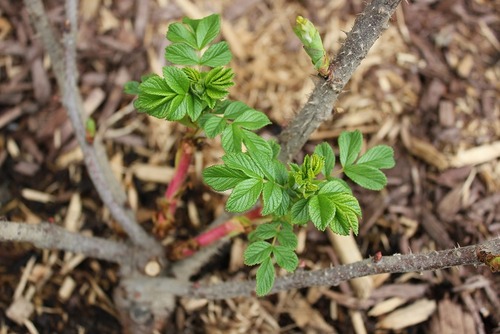 May17_rdhrose