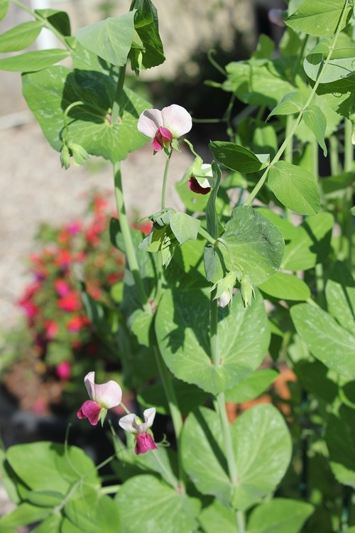 June28_ (24)
