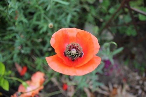 Aug23_poppy