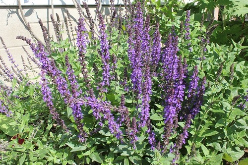 June20_salvia1