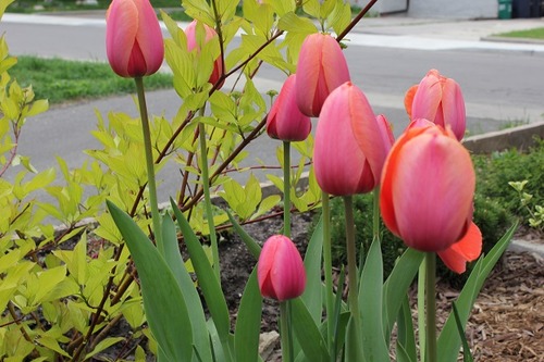 May16_tulips1