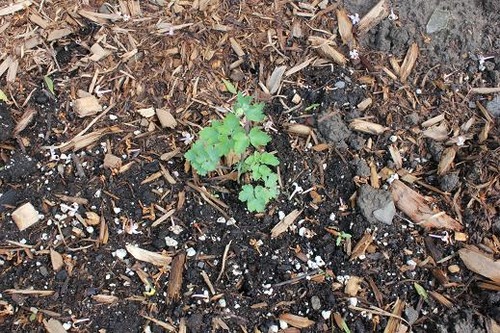 June2_aquilegiaRP