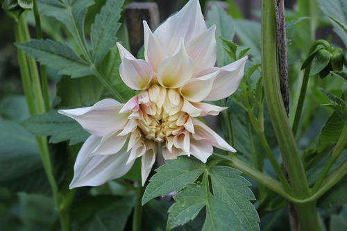 Aug15 (1)