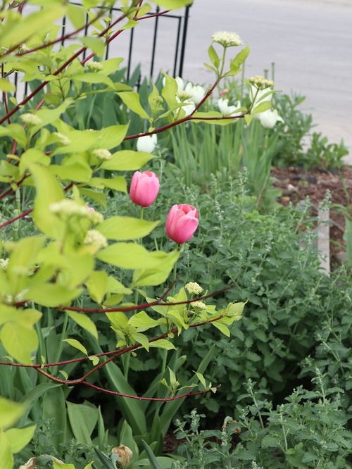 May26 (15)