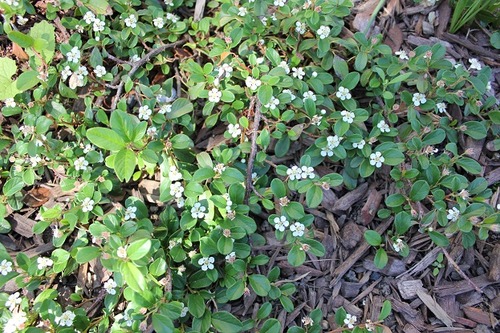 June15_cotoneaster