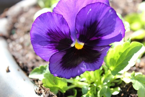 April11_pansyb