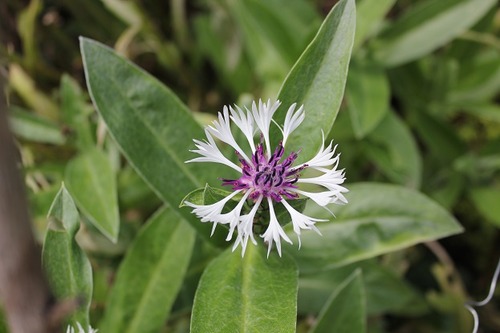 July10_centaurea