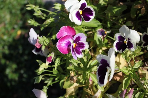 Aug23_pansies