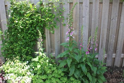 June14_digitalis