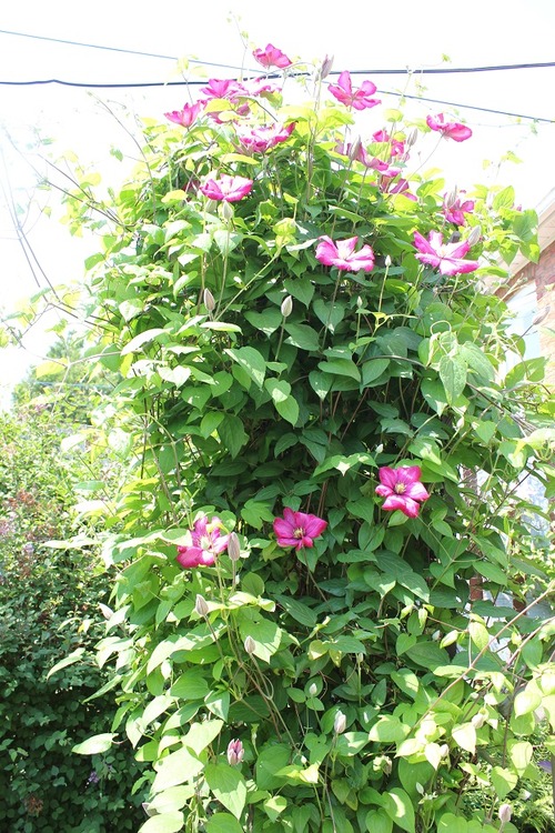 June11_ (11)