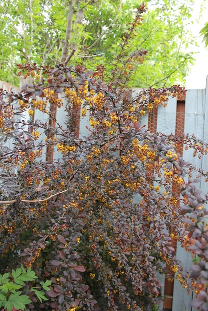 May22_bbrc3