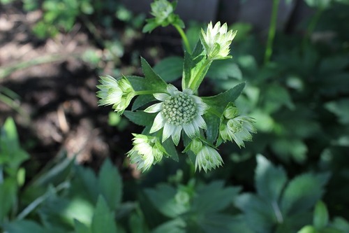 June20_astrantiaSOD