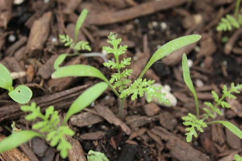 May27_phacelia
