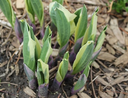 May18_hosta
