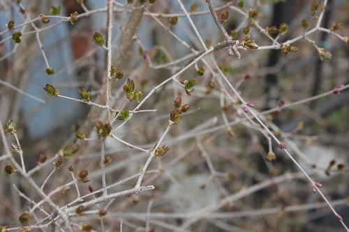 April26_dl