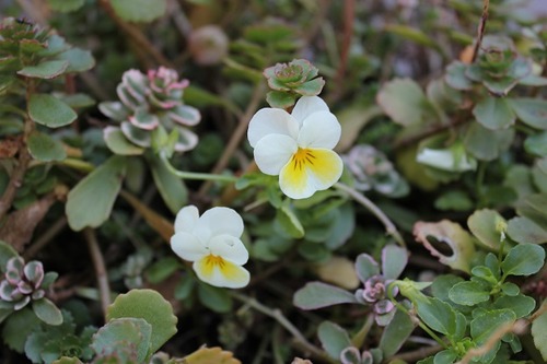 Oct10_viola