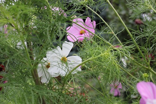 Sept13_cosmos