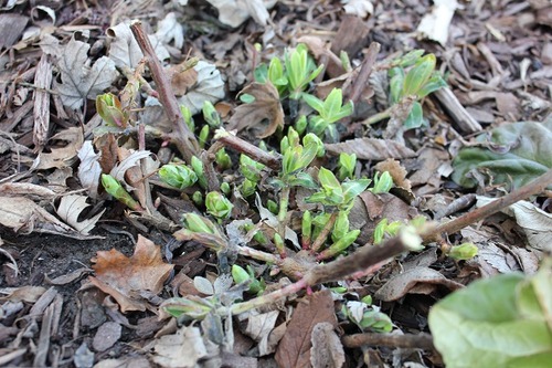 April11_euphorbia