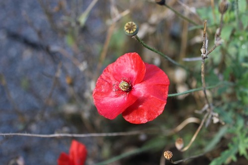 Nov1_fp
