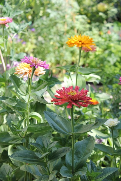 July23_zinnias