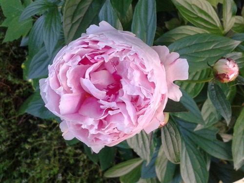 peony